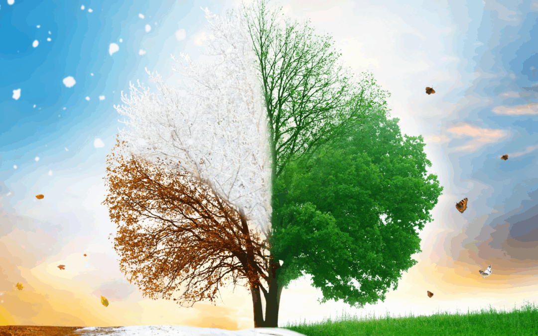 The Four Phases of a Woman’s Cycle and How to Eat for Each According to TCM