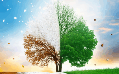 The Four Phases of a Woman’s Cycle and How to Eat for Each According to TCM