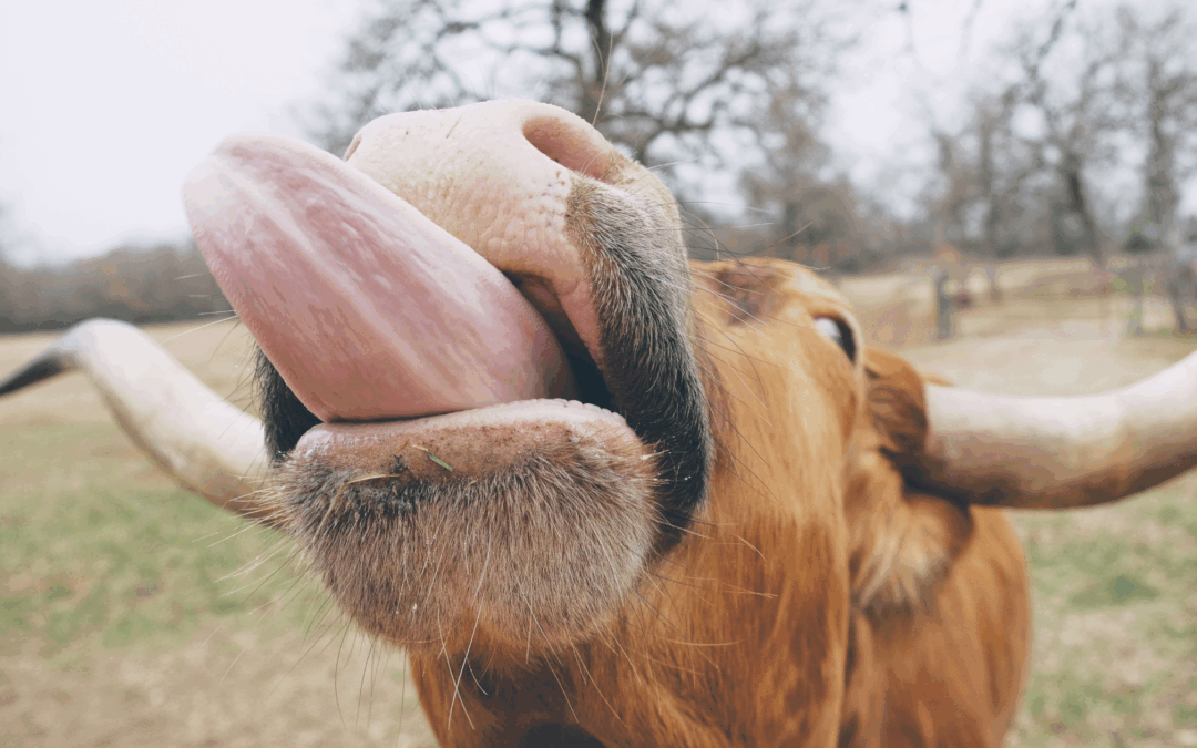 What Your Tongue Says (and Why Your Acupuncturist is Looking at It)