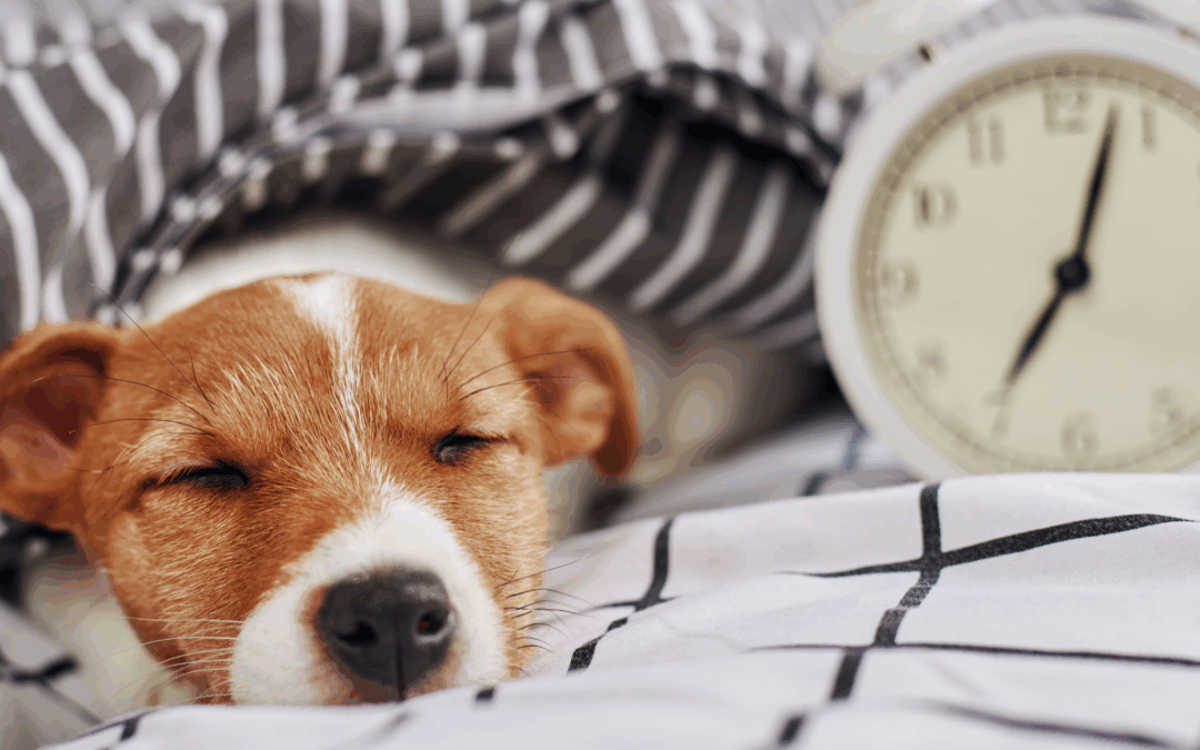Why You Should Be Asleep by 11 PM: The Gallbladder–Liver Connection Explained