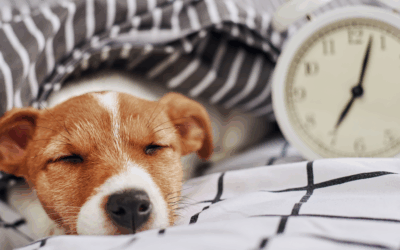 Why You Should Be Asleep by 11 PM: The Gallbladder–Liver Connection Explained