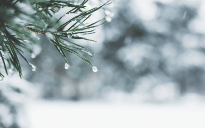 Preparing for Winter (Even Though It Already Feels Like It):TCM Tips for Keeping Your Body Steady in NB’s Cold Season