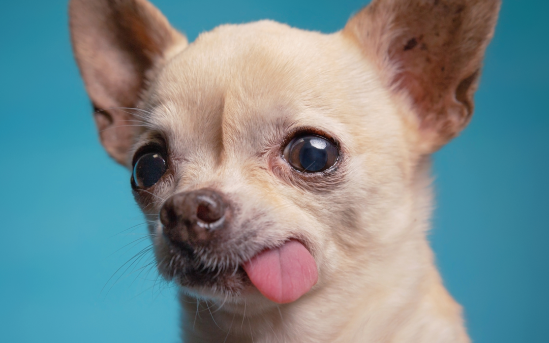 Can Traditional Chinese Medicine Help Our Pets?