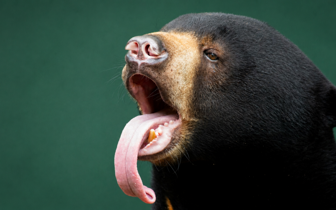 What a Healthy Tongue Actually Looks Like
